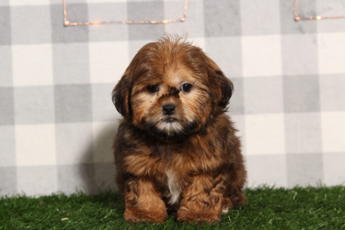 Bruno - Brindle Male Shorkie Puppy