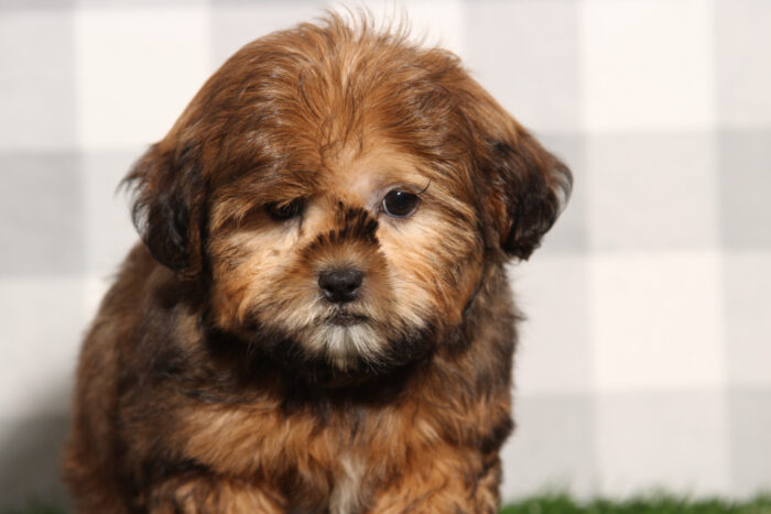 Bruno - Brindle Male Shorkie Puppy - Image 2