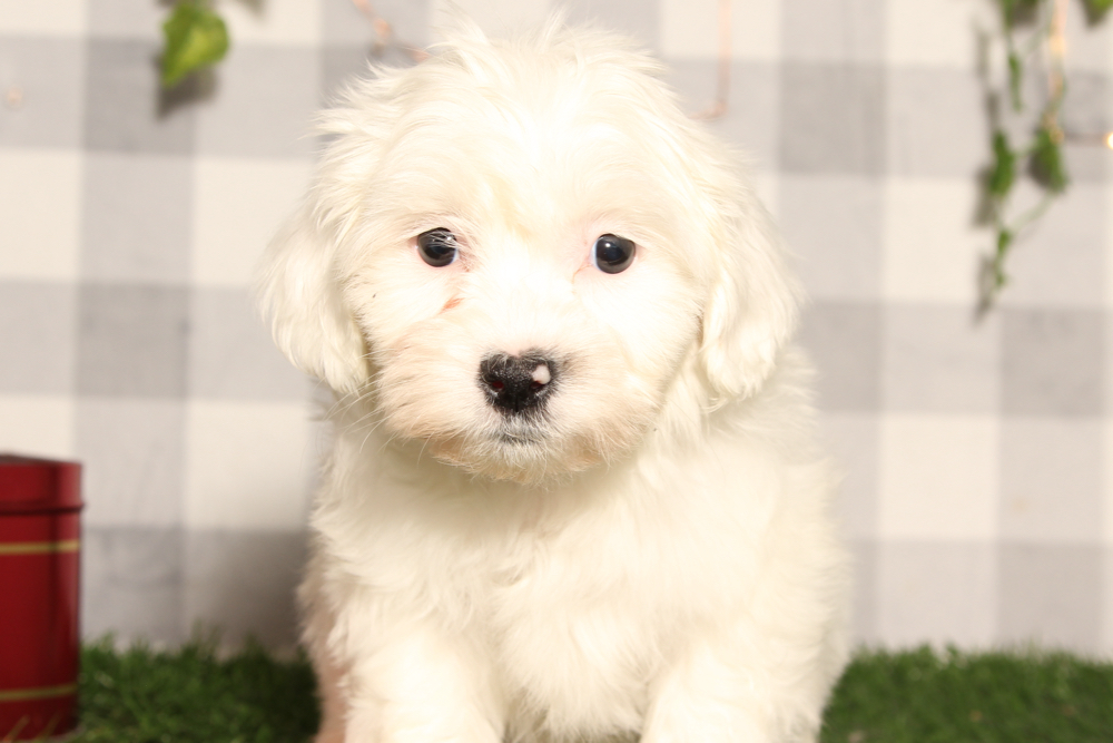 Buddy - Brown/White Male Teddy Bear Puppy - Image 3