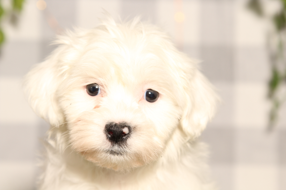 Buddy - Brown/White Male Teddy Bear Puppy - Image 2