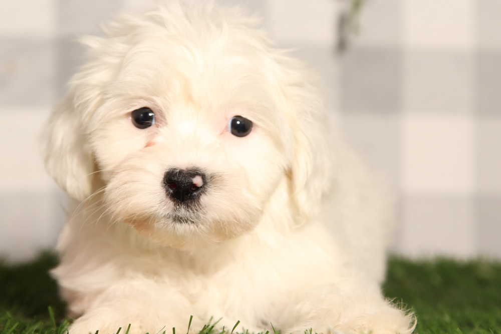 Buddy - Brown/White Male Teddy Bear Puppy