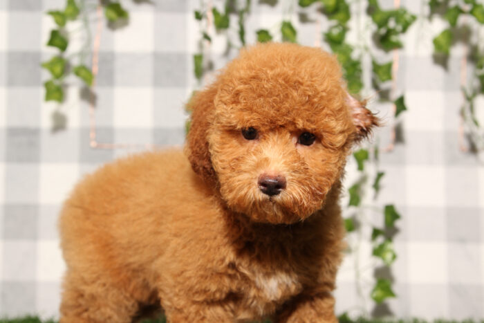 Buford - Cream Male Poochon Puppy