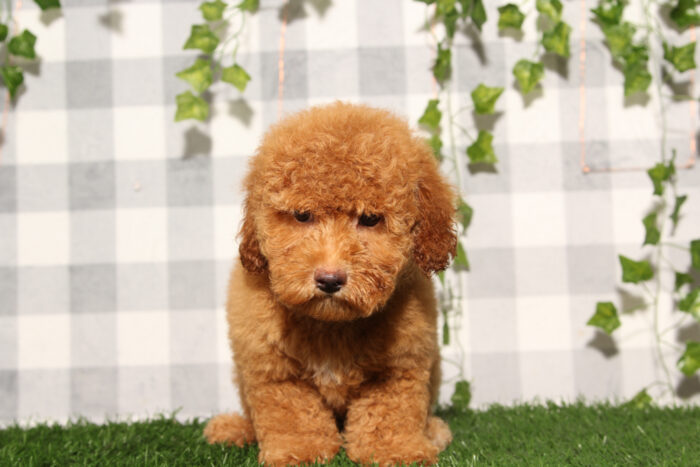 Buford - Cream Male Poochon Puppy - Image 2
