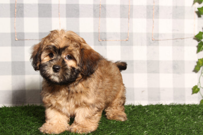 Camillo - Brindle Male Shorkie Puppy - Image 3