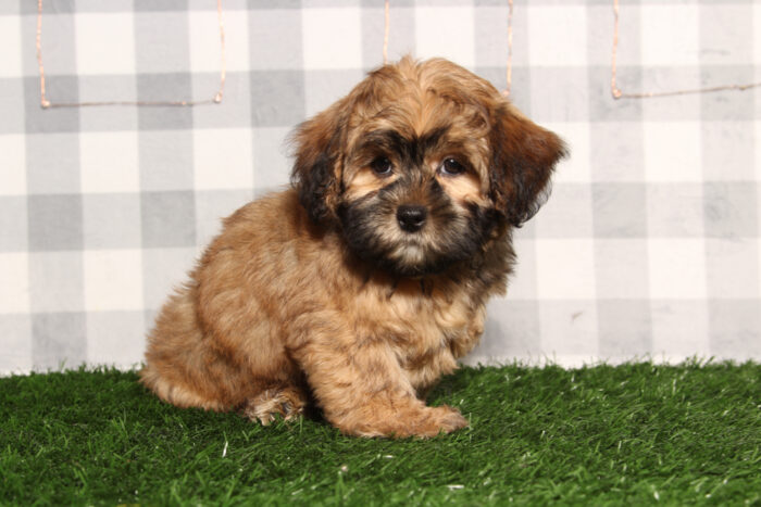 Camillo - Brindle Male Shorkie Puppy - Image 2