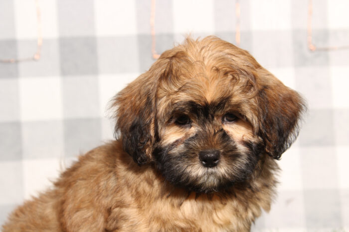 Camillo - Brindle Male Shorkie Puppy