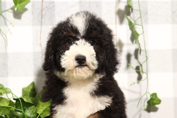 Carlos - Delightful Tri Male Mini Bernedoodle Puppy