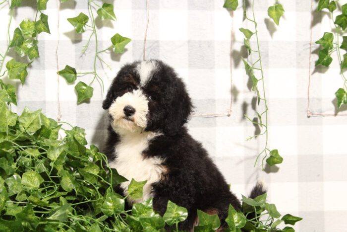 Carlos - Delightful Tri Male Mini Bernedoodle Puppy - Image 4