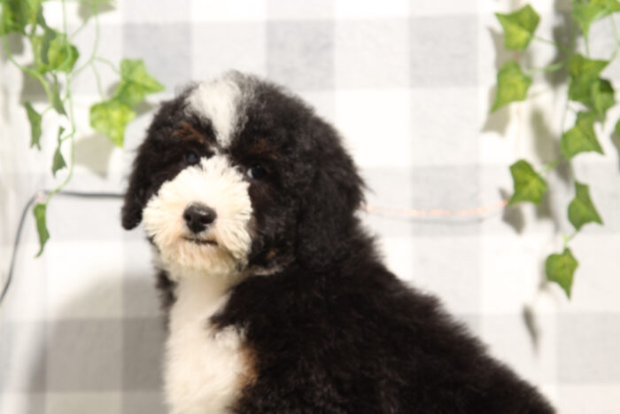 Carlos - Delightful Tri Male Mini Bernedoodle Puppy - Image 3