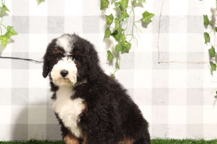 Carlos - Delightful Tri Male Mini Bernedoodle Puppy - Image 2