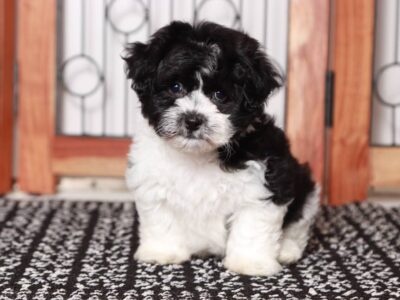 Shichon Cash Puppy