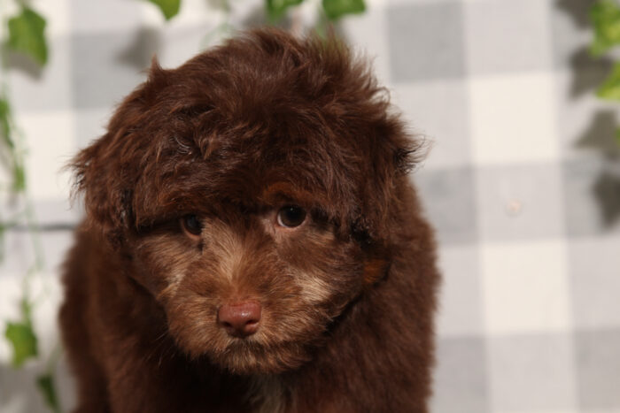 Casper - Chocolate/Tri F1B Male Aussiedoodle Puppy - Image 4