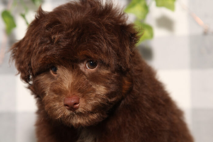 Casper - Chocolate/Tri F1B Male Aussiedoodle Puppy - Image 3