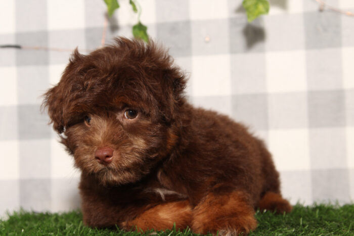 Casper - Chocolate/Tri F1B Male Aussiedoodle Puppy - Image 2