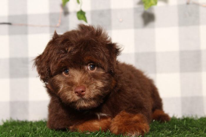 Casper - Chocolate/Tri F1B Male Aussiedoodle Puppy