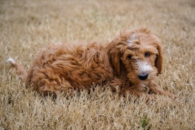 Goldendoodle puppy on a grass