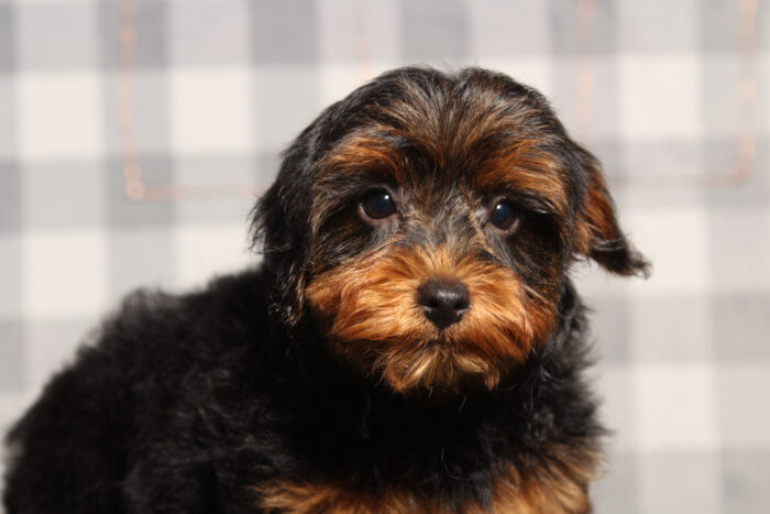 Cena- Spunky Black Male Yorkie-Poo Puppy