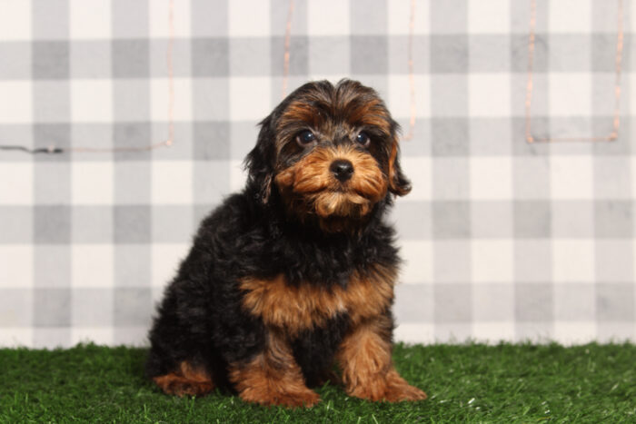 Cena- Spunky Black Male Yorkie-Poo Puppy - Image 3