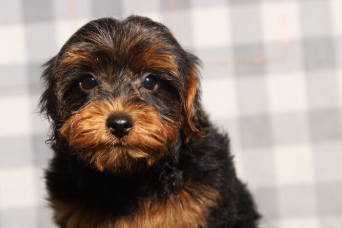 Cena- Spunky Black Male Yorkie-Poo Puppy - Image 2