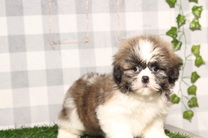 Chavo- ACA Tri Male Shih Tzu Puppy - Image 3