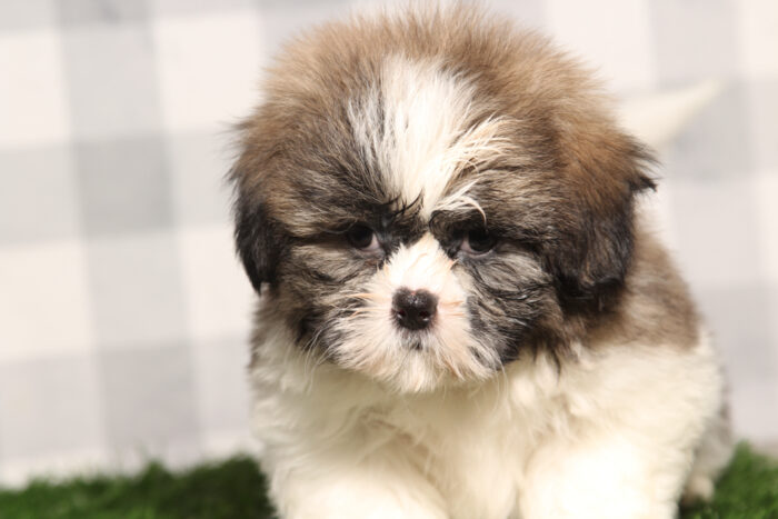 Chavo- ACA Tri Male Shih Tzu Puppy