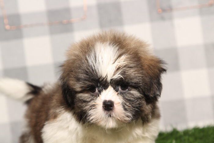 Chavo- ACA Tri Male Shih Tzu Puppy - Image 2