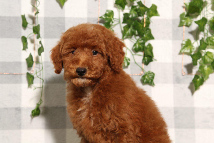 Chestnut - Happy Red Male Toy Poodle Puppy - Image 5