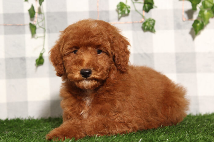 Chestnut - Happy Red Male Toy Poodle Puppy - Image 4