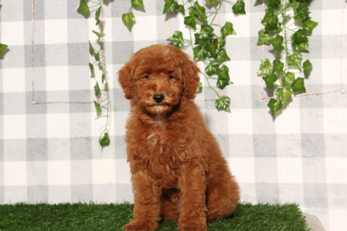 Chestnut - Happy Red Male Toy Poodle Puppy