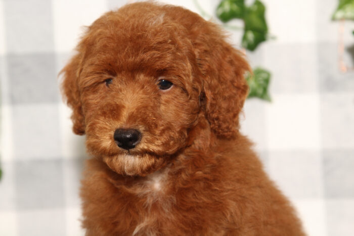 Chestnut - Happy Red Male Toy Poodle Puppy - Image 3