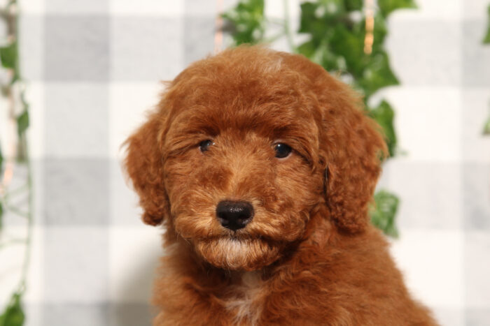 Chestnut - Happy Red Male Toy Poodle Puppy - Image 2