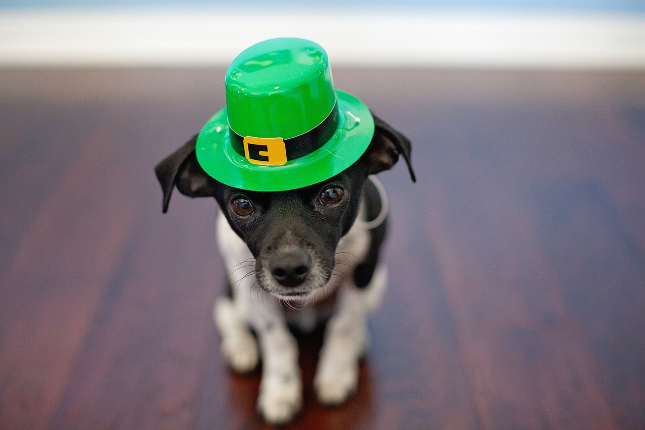 How to Celebrate St. Patrick's Day with Your Dog