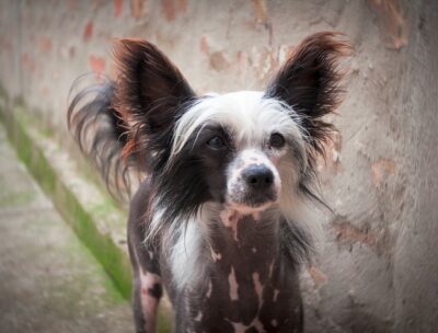 Hairless Chinese Crested Dog