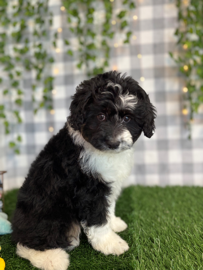 Chocolate - Black/Tri Female Mini AussiePoo Puppy - Image 3
