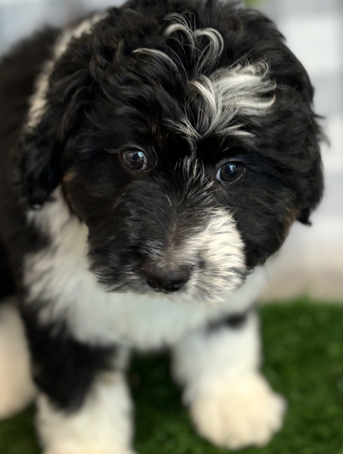 Chocolate - Black/Tri Female Mini AussiePoo Puppy - Image 2