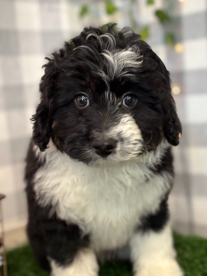 Chocolate - Black/Tri Female Mini AussiePoo Puppy