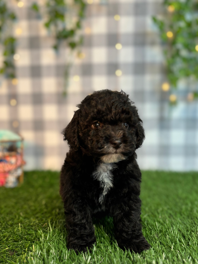 Chopper - Black Male Shih Poo Puppy - Image 3