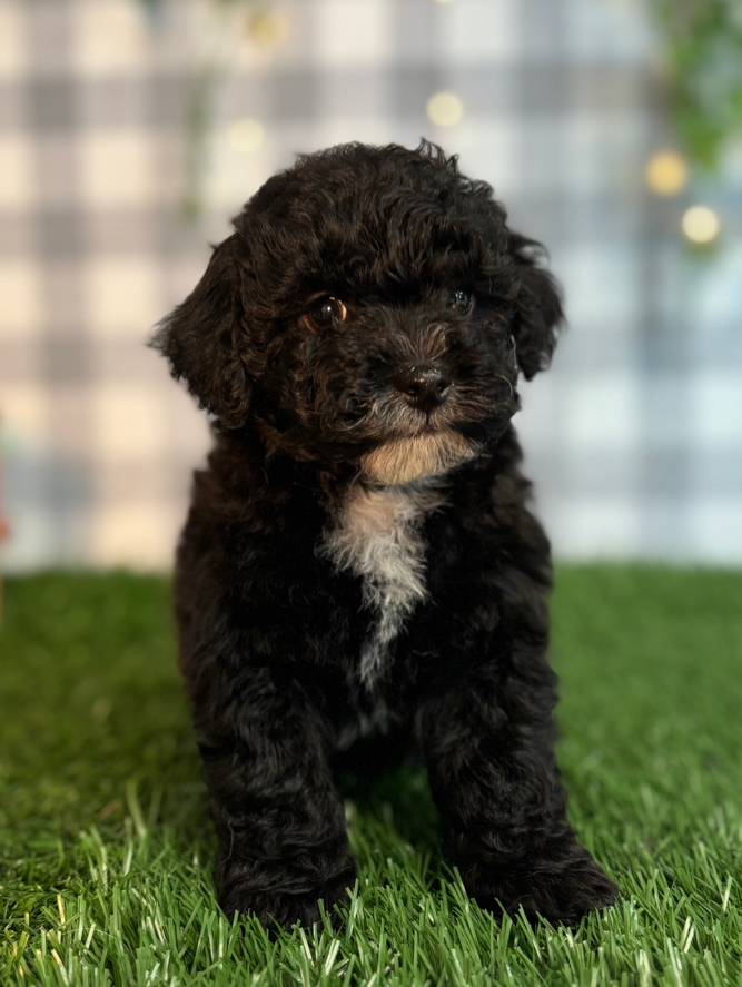 Chopper - Black Male Shih Poo Puppy - Image 2