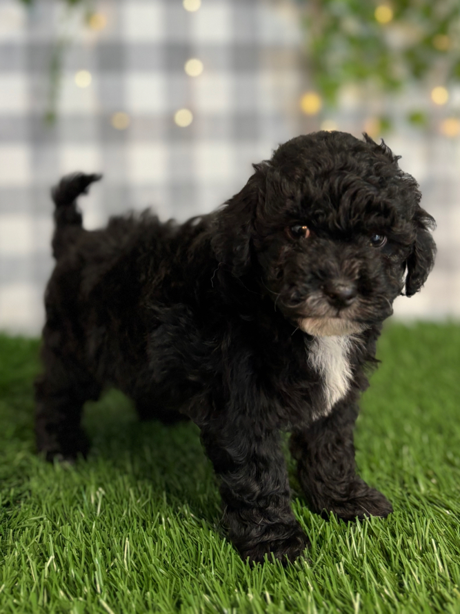 Chopper - Black Male Shih Poo Puppy