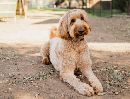 2024’s Complete Guide to Understanding Full Grown Goldendoodle: Size, Care, and Characteristics