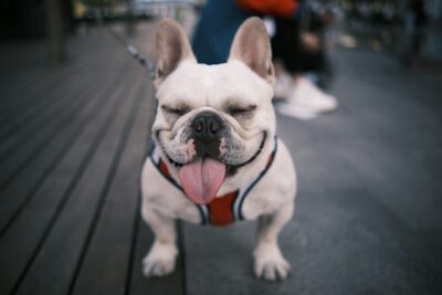 French Bulldog Puppy Sitting on the floor