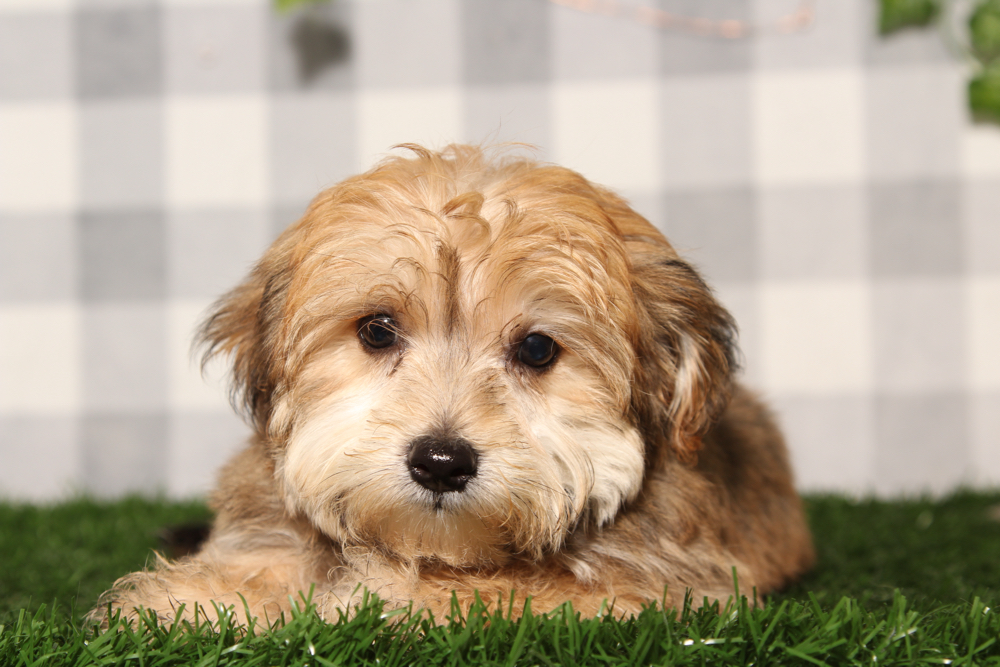 Chucky - Brown Male Yochon Puppy