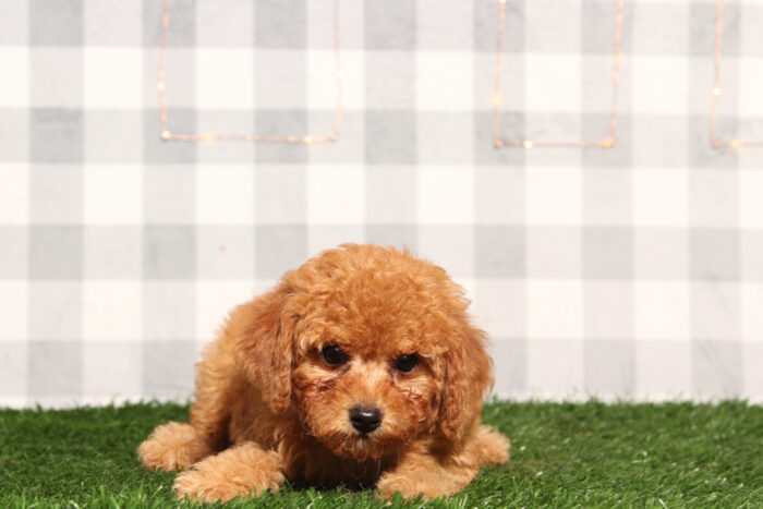 Clover- Red Female F1B Mini Goldendoodle Puppy - Image 2