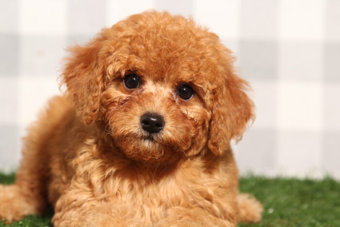 Clover- Red Female F1B Mini Goldendoodle Puppy