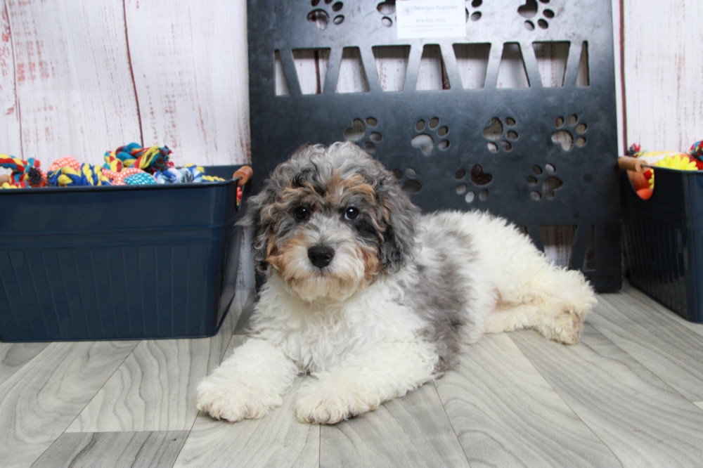 Bernedoodle Puppies for Sale Puppies Online