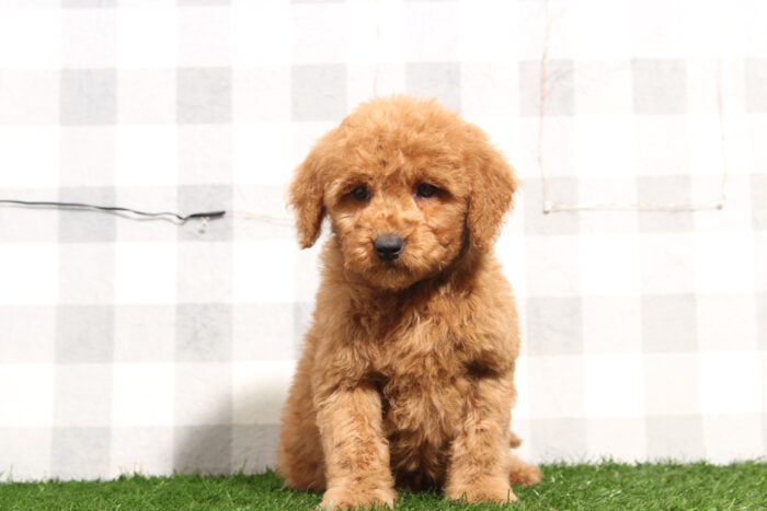 Cole - Red Male Mini Goldendoodle Puppy - Image 3