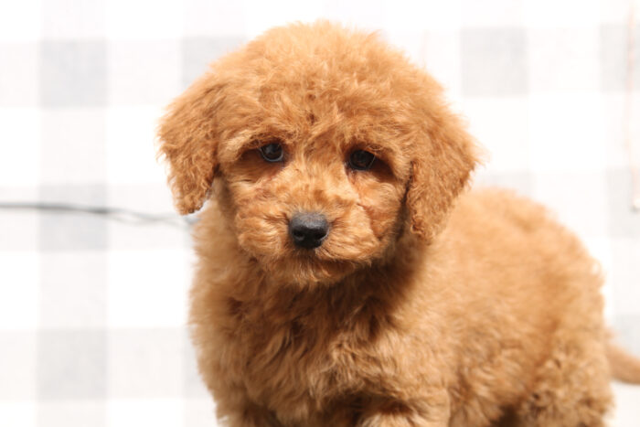 Cole - Red Male Mini Goldendoodle Puppy - Image 2