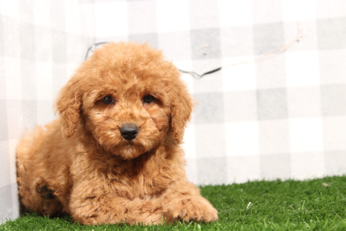 Cole - Red Male Mini Goldendoodle Puppy