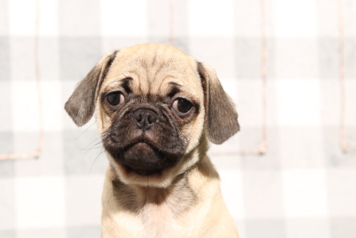 Cooper - Faithful Fawn Male Pug Puppy