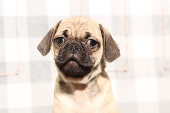 Cooper - Faithful Fawn Male Pug Puppy - Image 4